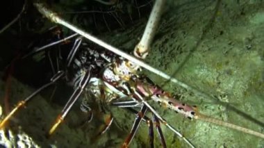 Fransız Polinezyası 'nda su altında çok güzel bir ıstakoz grubu. Şeffaf vücutlar ve hassas hareketlerle, denizanaları görmek için harikalar yaratırlar..