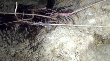 Fransız Polinezyası 'nda ıstakoz yakın plan sualtında. En küçük mikroorganizmalardan en büyük deniz memelilerine kadar keşfedilecek inanılmaz çeşitlilikte sualtı sakinleri var..