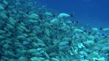 Balık sürüsünün su altında bu kadar uyum içinde yüzdüğünü görmek inanılmaz. Fransız Polinezyası 'nın resmi dili Fransızcadır ama Tahiti dili de yaygın olarak konuşulur..