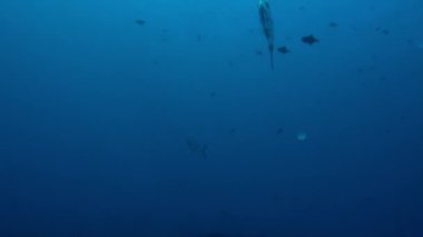 Fransız Polinezya sualtı dünyası renkli balıklarıyla büyüleyici. Bu görkemli yaratıklar dalışlarda ve şnorkelle yüzme gezilerinde görülebilir ama her zaman dikkatli olmak önemlidir..