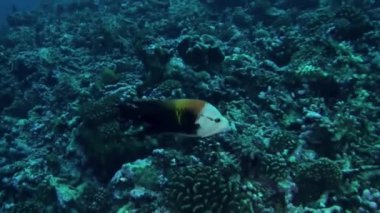 Fransız Polinezyası 'nda su altındaki balık ve mercanların büyüleyici görüntüsü görüş alanıdır. Napolyon grasse, çarpıcı mavi ve yeşil işaretlerle, Fransız Polinezyası 'nda bulunan bir başka muhteşem türdür..
