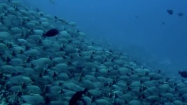 Okuldaki balıkların çeşitliliği, her birinin kendine has işaretleri ve renkleri var. Fransız Polinezyası 'nın su altı dünyası sadece güzel değil, aynı zamanda yerel ekonomi ve ekosistem için de önemlidir..