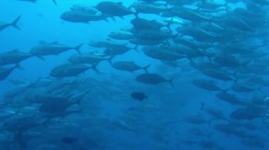 Isla del Coco 'nun sularında yüzerken renkli balık sürüsü yanımızdan geçti. Ada UNESCO Dünya Mirasları Alanıdır ve inanılmaz biyolojik çeşitliliğiyle tanınır..