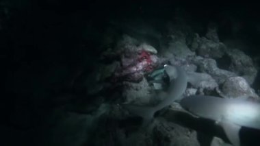 Isla del Coco sularındaki parlak resif köpekbalığı sürüsüyle yakın temas. Bu önemli yırtıcıları ve habitatlarını korumak için koruma çabaları sürüyor..