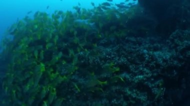 Isla Del Coco 'nun nefes kesen deniz yaşamında mercan resifi yakınında koloni balığı. Balık sürüleri resiflerin etrafında dans ederken renkli mercanlar ve deniz şakayıkları akıntılarda sallanıyor..