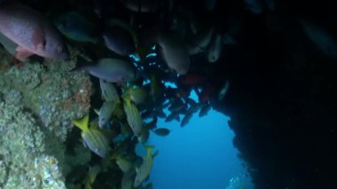 Isla Del Coco 'da mercan yakınında yüzen bir grup balık. Kirlilik, aşırı avlanma ve iklim değişikliği bu hassas ekosistem için başlıca tehditlerdir..