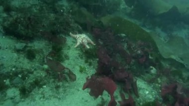 Antarktika 'daki Güney Okyanusu' nun soğuk ve berrak sularında yüzen sualtı videoları ve deniz sakinleri. Deniz canlılarının inanılmaz, güzel deniz yaşamı dünyası. Tüplü dalış ve turizm.