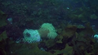 Antarktika 'daki Güney Okyanusu' nun soğuk ve berrak sularında yüzen sualtı videoları ve deniz sakinleri. Deniz canlılarının inanılmaz, güzel deniz yaşamı dünyası. Tüplü dalış ve turizm.