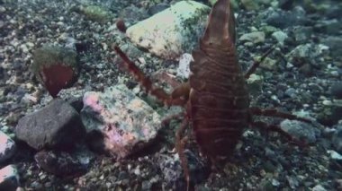 Antarktika 'daki Güney Okyanusu' nun soğuk ve berrak sularında yüzen sualtı videoları ve deniz sakinleri. Deniz canlılarının inanılmaz, güzel deniz yaşamı dünyası. Tüplü dalış ve turizm.