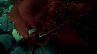 Antarktika 'daki Güney Okyanusu' nun soğuk ve berrak sularında yüzen sualtı videoları ve deniz sakinleri. Deniz canlılarının inanılmaz, güzel deniz yaşamı dünyası. Tüplü dalış ve turizm.