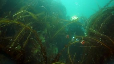 Deniz yosunlarından oluşan su altı çalılıkları. Okhotsk Denizi 'nde Balık ve Dalış. Dikenli deniz kabuğu koyu kahverengi, sağ pençesi koyu kırmızı. Su altı dalışı.