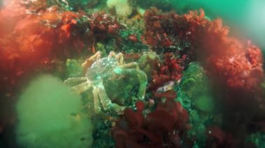 Deniz yosunlarından oluşan su altı çalılıkları. Okhotsk Denizi 'nde Balık ve Dalış. Dikenli deniz kabuğu koyu kahverengi, sağ pençesi koyu kırmızı. Su altı dalışı.