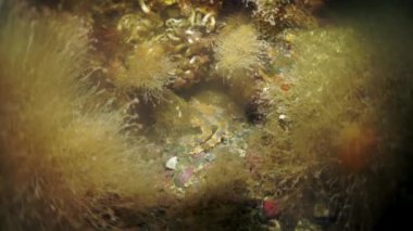 Deniz yosunlarından oluşan su altı çalılıkları. Okhotsk Denizi 'nde Balık ve Dalış. Dikenli deniz kabuğu koyu kahverengi, sağ pençesi koyu kırmızı. Su altı dalışı.