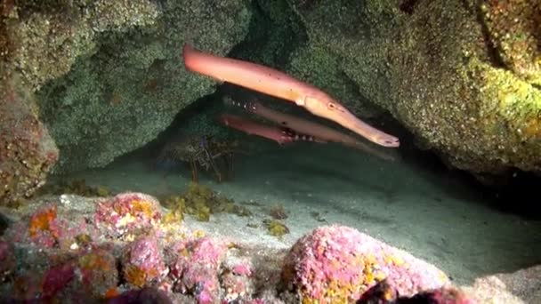 Szkoła Ryb Podwodnych Piaszczystym Dnie Pochodzenia Wulkanicznego Oceanie Atlantyckim Kamuflaż — Wideo stockowe