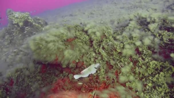 Риба Папуга Швидко Плаває Під Водою Поверхні Плавучих Дайверів Піщаному — стокове відео