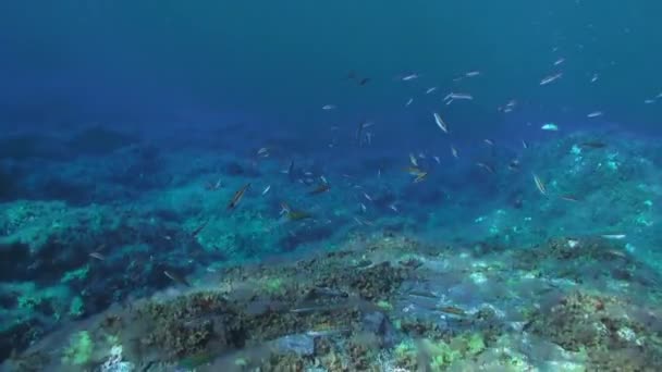 Flounder Pesci Nuota Rapidamente Sott Acqua Sullo Sfondo Subacquei Galleggianti — Video Stock
