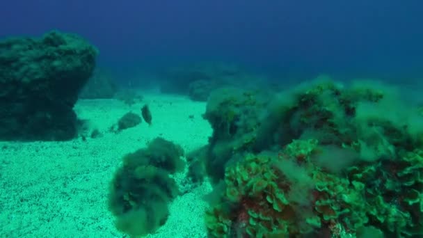 Botervissen Zwemmen Snel Onder Water Weg Achtergrond Van Drijvende Duikers — Stockvideo