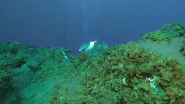 大西洋の火山起源の砂の底に浮かぶダイバーを背景に フラウンダー魚は急速に水中を泳ぎます 場所のカモフラージュグレー ラパルマの海底にフラットフィッシュ — ストック動画