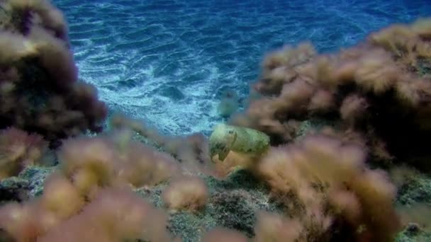 大西洋の火山起源の砂の底に浮かぶダイバーを背景に フラウンダー魚は急速に水中を泳ぎます 場所のカモフラージュグレー ラパルマの海底にフラットフィッシュ — ストック動画