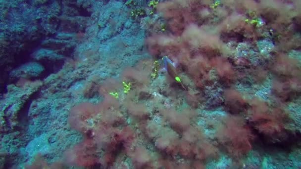 Poisson Nage Rapidement Sous Eau Sur Fond Plongeurs Flottants Sur — Video