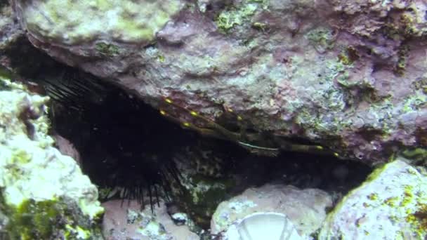 比目鱼在大西洋火山发源的沙底上漂浮着潜水员 在水下迅速游走 拉帕尔马海底斑斑 扁平鱼的伪装灰色 — 图库视频影像