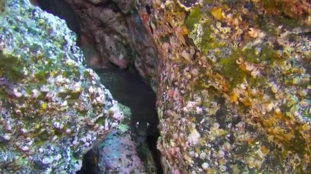 Камбала Быстро Уплывает Водой Фоне Плавающих Дайверов Песчаном Дне Вулканического — стоковое видео