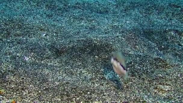 Flounder Peces Nada Rápidamente Bajo Agua Fondo Buceadores Flotantes Fondo — Vídeo de stock