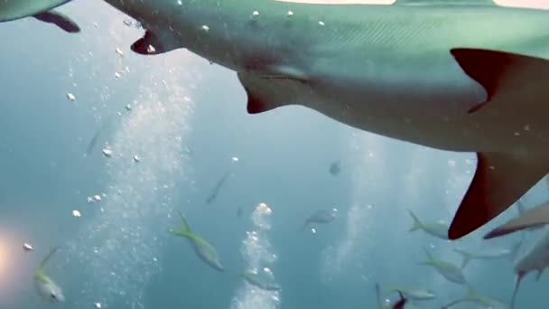 Menschen Mit Einem Rudel Haie Fischschwärmen Unterwasser Meerestieren Gefährliche Tiere — Stockvideo