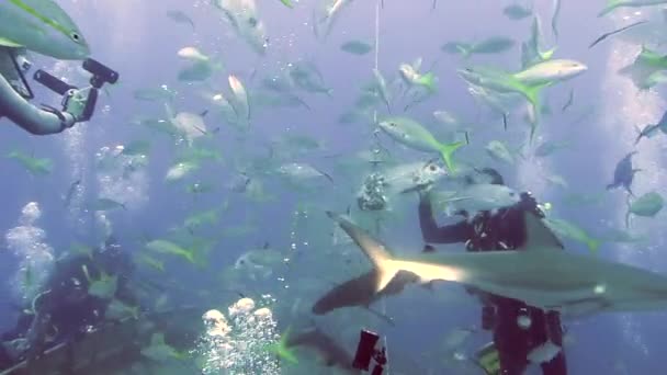 Люди Стаей Акул Школе Рыб Подводной Морской Дикой Природе Опасные — стоковое видео