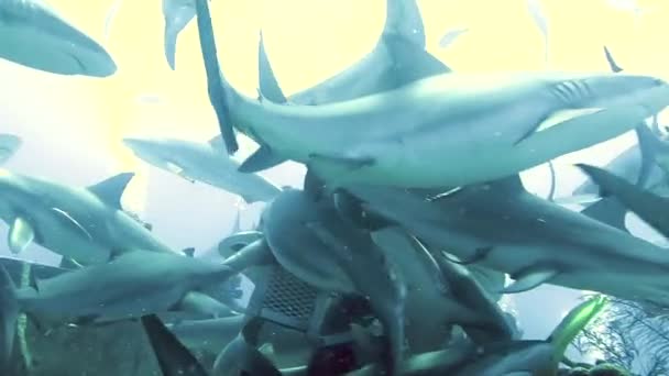 Νθρωποι Αγέλη Καρχαριών Στο Σχολείο Ψαριών Στην Υποθαλάσσια Θαλάσσια Άγρια — Αρχείο Βίντεο