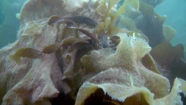 Bílé Sasanky Žlutá Houba Kamenné Podlaze Krásná Krajina Úžasný Podmořský — Stock video