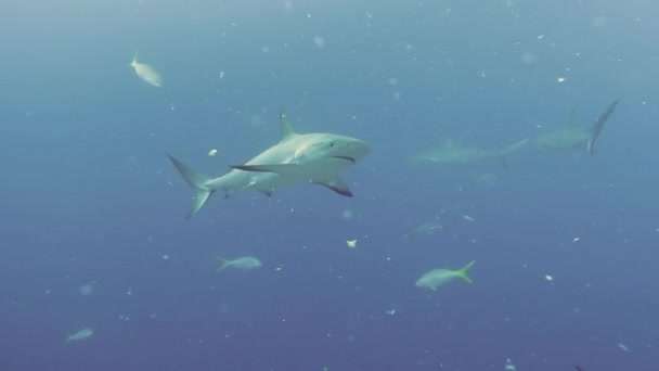 水中の海洋生物の魚学校でサメのパックを持つ人々 危険な動物や海の海底でのダイビング 太平洋のバハマでサメの餌を見る — ストック動画