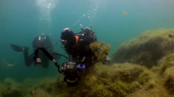 Белые Анемоны Желтая Губка Каменном Полу Красивые Ландшафты Удивительный Подводный — стоковое видео