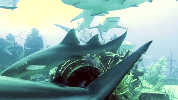 Ludzie Stadem Rekinów Szkole Ryb Podwodnych Morskich Dzikich Zwierząt Niebezpieczne — Wideo stockowe