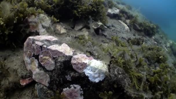 White Anemones Yellow Sponge Stone Floor Beautiful Landscapes Amazing Underwater — Stock Video