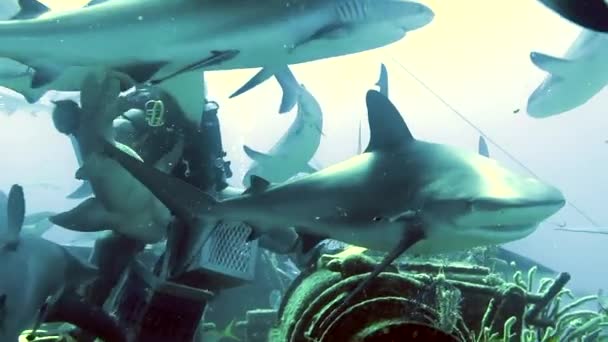 在水下海洋野生动物的鱼群中 有成群的鲨鱼 危险的动物在海底潜水在巴哈马太平洋上潜水显示鲨鱼正在捕食 — 图库视频影像
