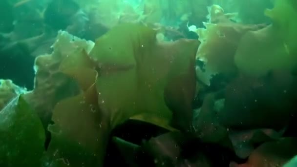 在北冰洋冰冷清澈的海水中 水下录像飘浮在海面上的居民周围 令人惊叹 美丽的海洋生物世界 Scuba潜水和旅游 — 图库视频影像