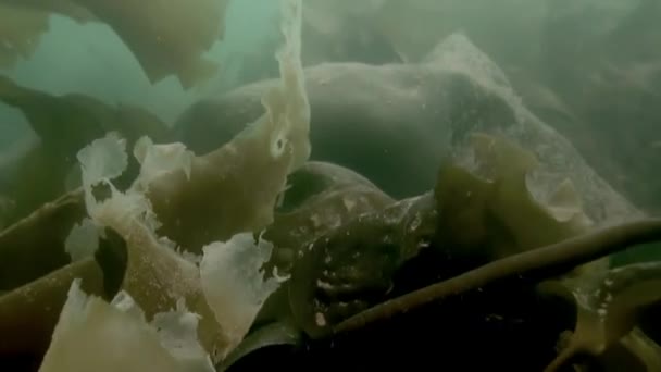Anêmonas Brancas Esponja Amarela Chão Pedra Lindas Paisagens Incríveis Subaquáticas — Vídeo de Stock