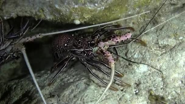 法属波利尼西亚一组大型龙虾在水下接近 成群的生机勃勃的鱼儿一齐游动 形成了炫目的色彩与动作展示 — 图库视频影像