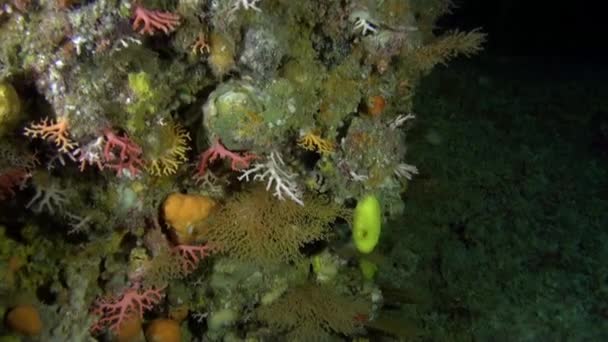 Underwater World French Polynesia Kaleidoscope Colors Marine Life Composed Islands — Stock Video