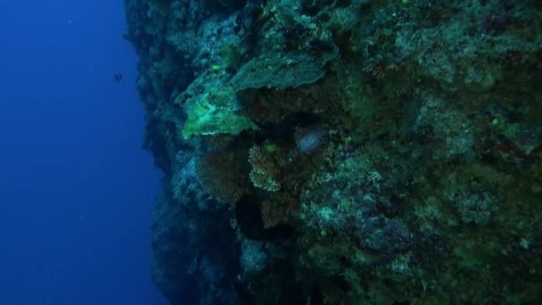 Fransız Polinezyası Nın Canlı Mercan Resifleri Altında Dalış Meraklılarını Görmeli — Stok video