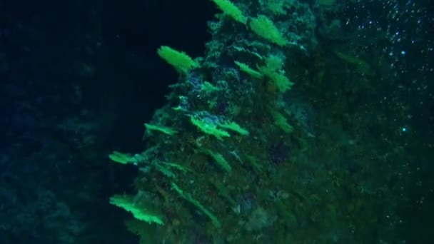 Французская Полинезия Является Домом Самых Красочных Разнообразных Коралловых Рифов Мире — стоковое видео