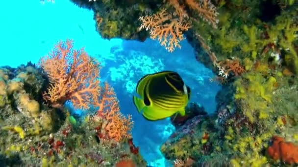 Mesmerizing Uitzicht Vissen Koralen Onder Water Frans Polynesië Waar Wonder — Stockvideo