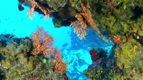 Peces Tropicales Arrecifes Coral Polinesia Francesa Bajo Agua Son Vista — Vídeo de stock
