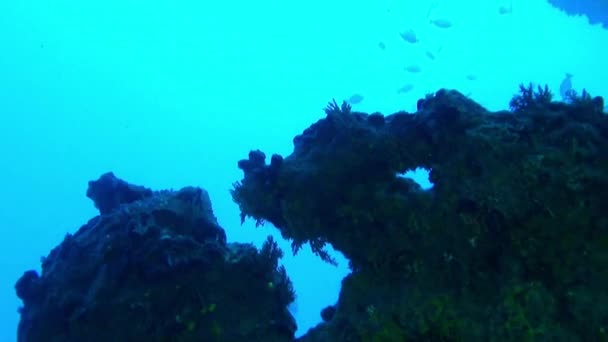 Onderwaterwereld Van Frans Polynesië Verkennen Werkelijk Een Adembenemende Ervaring Frans — Stockvideo