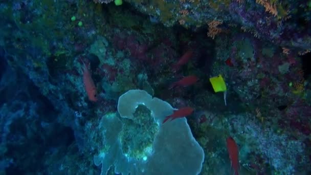 Riffe Und Fische Französisch Polynesiens Bieten Atemberaubende Naturschönheiten Aber Vielleicht — Stockvideo