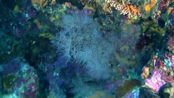 Frans Polynesië Onderwaterwereld Wonderland Levendige Kleuren Zeeleven Polynesische Mensen Zijn — Stockvideo