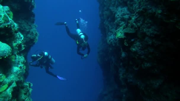 Polinesia Francese Agosto 2020 Scena Subacquea Coralli Subacquei Davvero Accattivante — Video Stock
