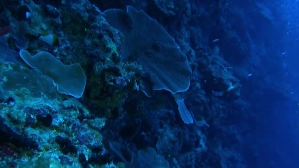Подводный Мир Французской Полинезии Рай Фотографов Посетители Могут Исследовать Древние — стоковое видео