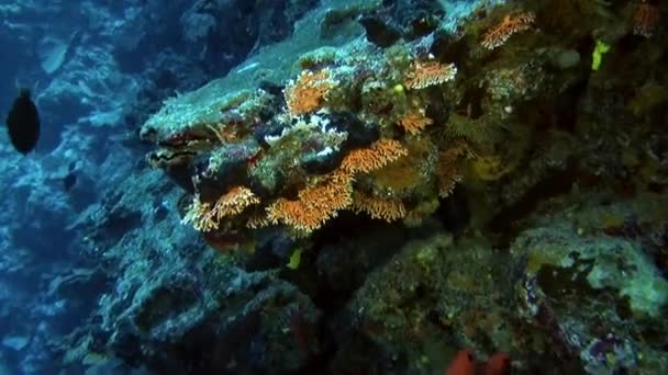法属波利尼西亚的珊瑚花园是海洋生物和色彩的宝库 法属波利尼西亚也是浪漫奢华旅游的热门目的地 — 图库视频影像